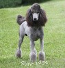 A photo of Sunridge Midnight Warrior Prince, a silver standard poodle