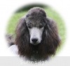 A photo of Sunridge Midnight Warrior Prince, a silver standard poodle