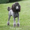 A photo of Sunridge Midnight Warrior Prince, a silver standard poodle