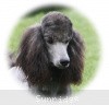 A photo of Sunridge Midnight Warrior Prince, a silver standard poodle