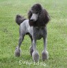 A photo of Sunridge Midnight Warrior Prince, a silver standard poodle