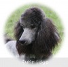 A photo of Sunridge Midnight Warrior Prince, a silver standard poodle