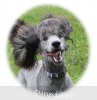 A photo of Sunridge Midnight Warrior Prince, a silver standard poodle