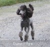 A photo of Sunridge Midnight Warrior Prince, a silver standard poodle