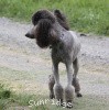 A photo of Sunridge Midnight Warrior Prince, a silver standard poodle