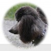 A photo of Sunridge Midnight Warrior Prince, a silver standard poodle