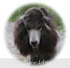 A photo of Sunridge Midnight Warrior Prince, a silver standard poodle