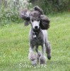 A photo of Sunridge Midnight Warrior Prince, a silver standard poodle