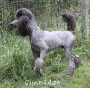 A photo of Sunridge Midnight Warrior Prince, a silver standard poodle