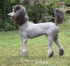 A photo of Sunridge Midnight Warrior Prince, a silver standard poodle