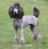 A photo of Sunridge Midnight Warrior Prince, a silver standard poodle