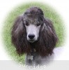 A photo of Sunridge Midnight Warrior Prince, a silver standard poodle