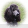 A photo of Sunridge Midnight Warrior Prince, a silver standard poodle