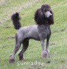 A photo of Sunridge Midnight Warrior Prince, a silver standard poodle
