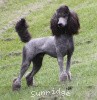 A photo of Sunridge Midnight Warrior Prince, a silver standard poodle