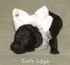 A photo of Sunridge Untouchable Twilight Reverie, a black standard poodle