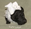 A photo of Sunridge Untouchable Twilight Reverie, a black standard poodle