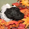 A photo of Sunridge Untouchable Twilight Reverie, a black standard poodle