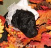 A photo of Sunridge Untouchable Twilight Reverie, a black standard poodle