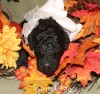 A photo of Sunridge Untouchable Twilight Reverie, a black standard poodle