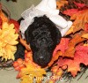 A photo of Sunridge Untouchable Twilight Reverie, a black standard poodle