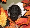 A photo of Sunridge Untouchable Twilight Reverie, a black standard poodle