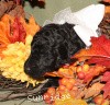 A photo of Sunridge Untouchable Twilight Reverie, a black standard poodle