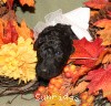 A photo of Sunridge Untouchable Twilight Reverie, a black standard poodle