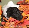 A photo of Sunridge Untouchable Twilight Reverie, a black standard poodle