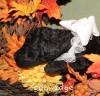 A photo of Sunridge Untouchable Twilight Reverie, a black standard poodle