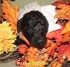 A photo of Sunridge Untouchable Twilight Reverie, a black standard poodle