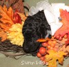 A photo of Sunridge Untouchable Twilight Reverie, a black standard poodle