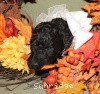 A photo of Sunridge Untouchable Twilight Reverie, a black standard poodle