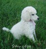 A photo of Sunridge Exquisitely Elegant Lilly, a white standard poodle