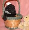 A photo of Sunridge Untouchable Twilight Reverie, a black standard poodle