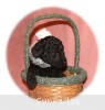 A photo of Sunridge Untouchable Twilight Reverie, a black standard poodle