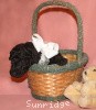 A photo of Sunridge Untouchable Twilight Reverie, a black standard poodle