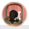 A photo of Sunridge Untouchable Twilight Reverie, a black standard poodle