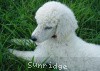 A photo of Sunridge Exquisitely Elegant Lilly, a white standard poodle