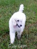 A photo of Sunridge Exquisitely Elegant Lilly, a white standard poodle