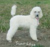 A photo of Sunridge Exquisitely Elegant Lilly, a white standard poodle