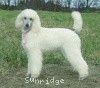 A photo of Sunridge Exquisitely Elegant Lilly, a white standard poodle