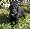 A photo of Sunridge Untouchable Twilight Reverie, a black standard poodle