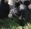 A photo of Sunridge Untouchable Twilight Reverie, a black standard poodle