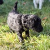 A photo of Sunridge Untouchable Twilight Reverie, a black standard poodle