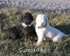 A photo of Sunridge Untouchable Twilight Reverie, a black standard poodle