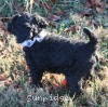 A photo of Sunridge Untouchable Twilight Reverie, a black standard poodle