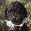 A photo of Sunridge Untouchable Twilight Reverie, a black standard poodle