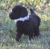 A photo of Sunridge Untouchable Twilight Reverie, a black standard poodle