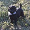 A photo of Sunridge Untouchable Twilight Reverie, a black standard poodle